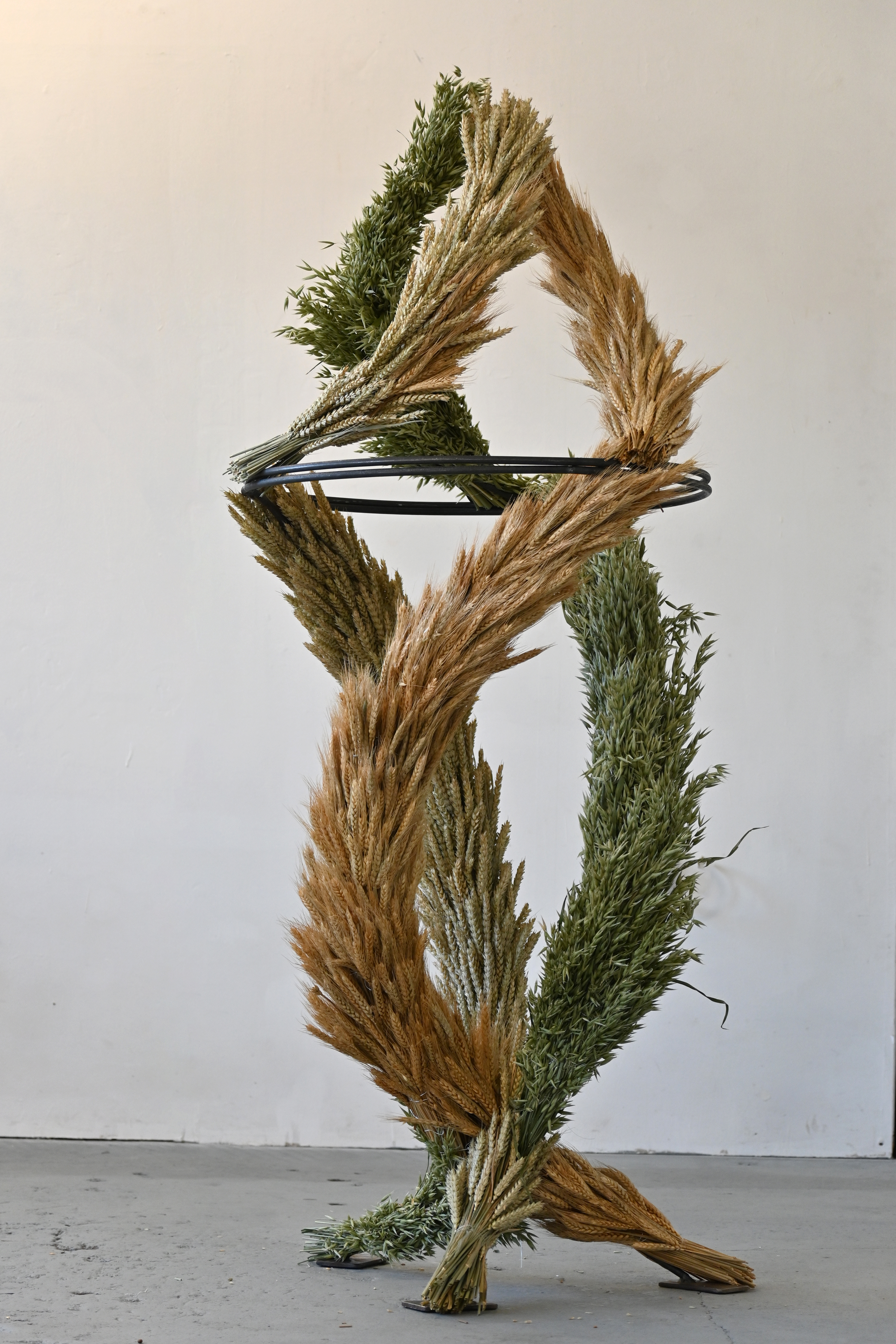 Sculpture by Lucie Kordacova made from three garlands of wheat (brown, yellow, and green) swirling around a metal armature and joining at the top.
