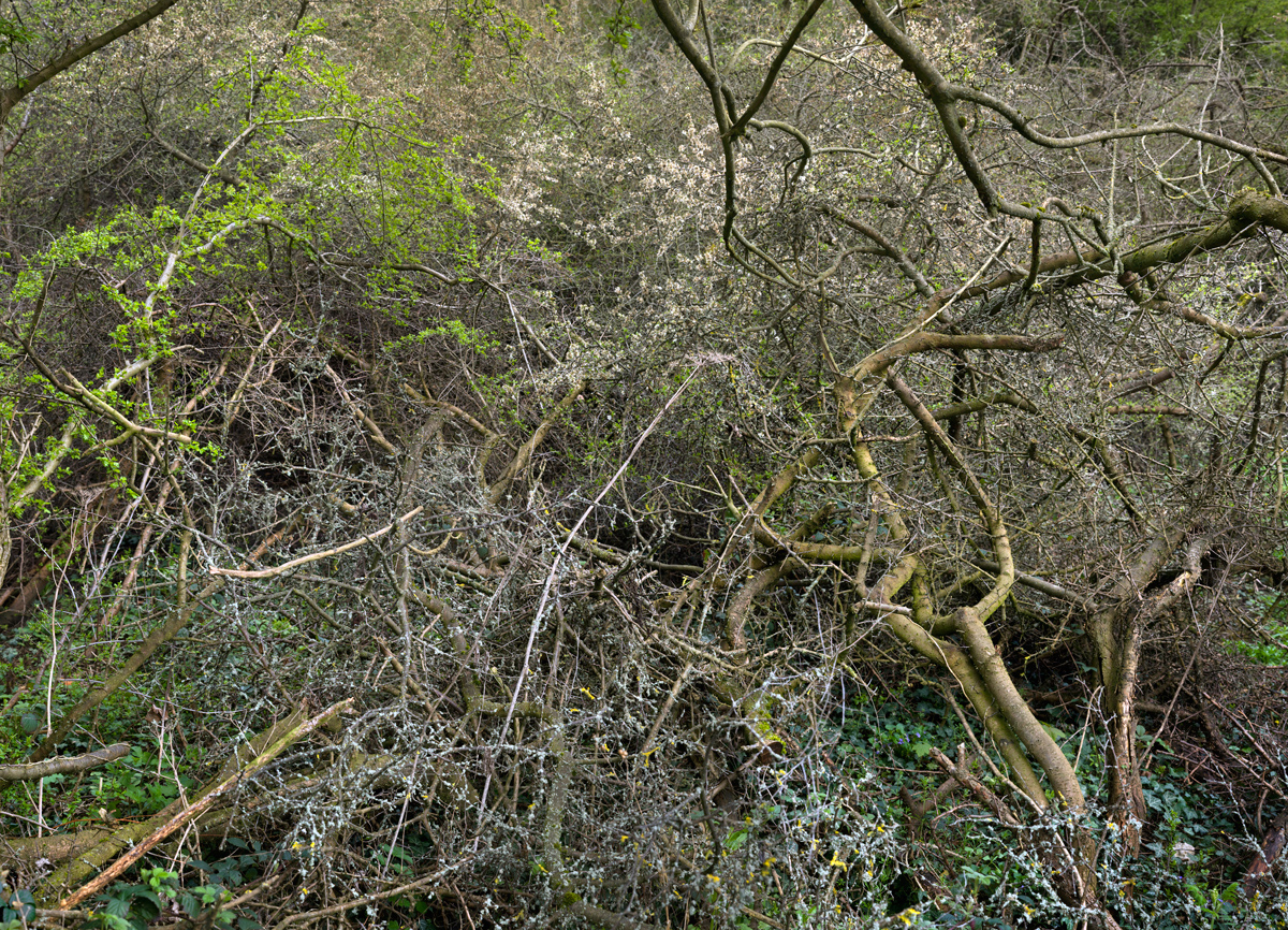 Detailed photograph of a thick woodland by Matthew Conduit.